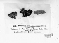 Hymenochaete rubiginosa image